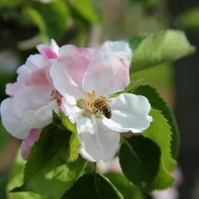 Apple tree Bramley (Malus domestica) with honey bee 4